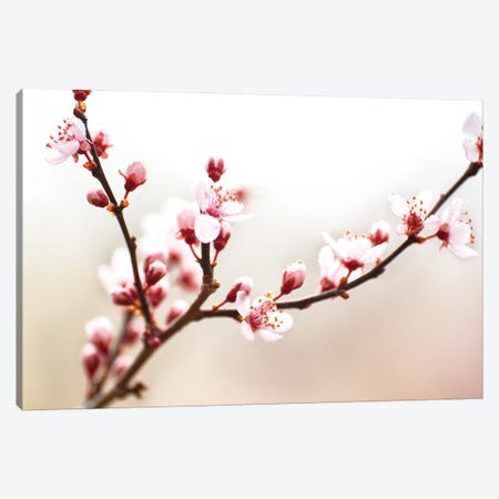 Cherry Blossom Study I Canvas Print #JML91} by James McLoughlin Canvas Artwork