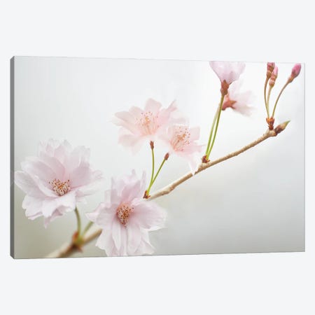 Cherry Blossom Study II Canvas Print #JML92} by James McLoughlin Canvas Wall Art