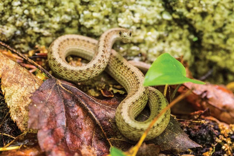 De Kay's Brown Snake (Storeria dekayi), Barrington, New Hampshire