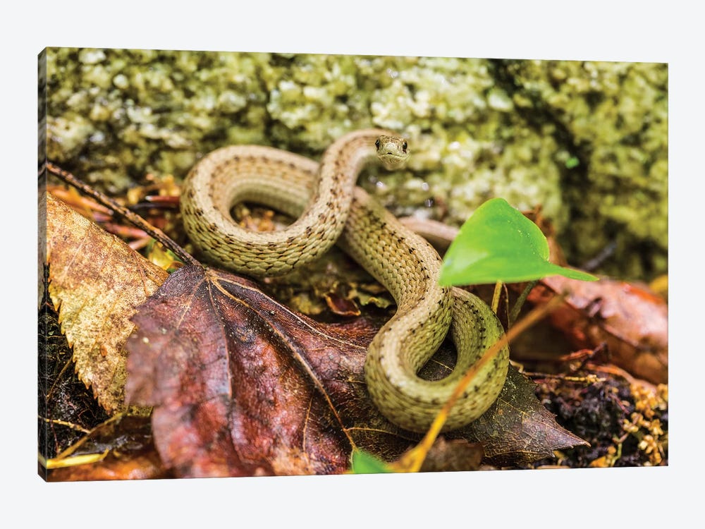 De Kay's Brown Snake (Storeria dekayi), Barrington, New Hampshire by Jerry & Marcy Monkman 1-piece Canvas Artwork