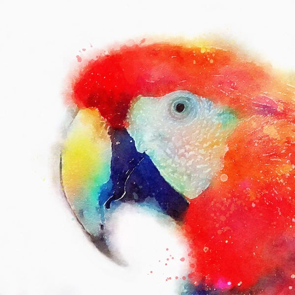 Parrots: The Articulate by Jacqueline Maldonado