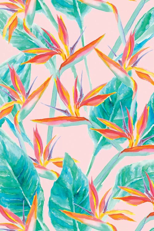 Birds Of Paradise