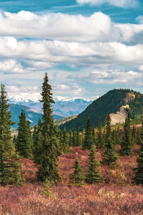 Alaska, Denali National Park Fall Landscape With Pine Trees And Mountain Snow