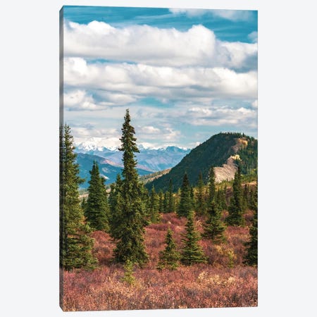Alaska, Denali National Park Fall Landscape With Pine Trees And Mountain Snow Canvas Print #JMU10} by Janet Muir Art Print