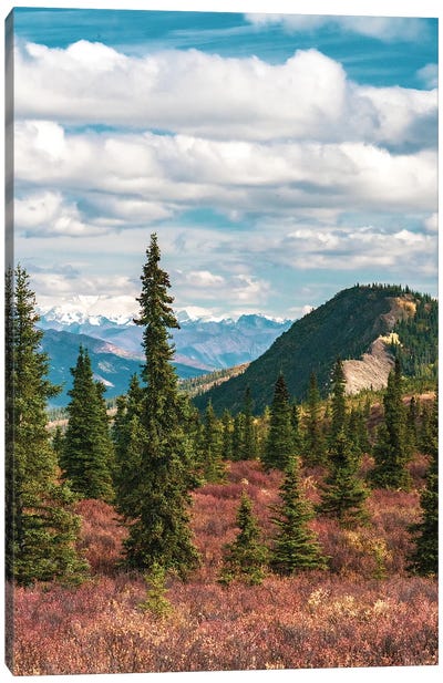 Alaska, Denali National Park Fall Landscape With Pine Trees And Mountain Snow Canvas Art Print - Janet Muir