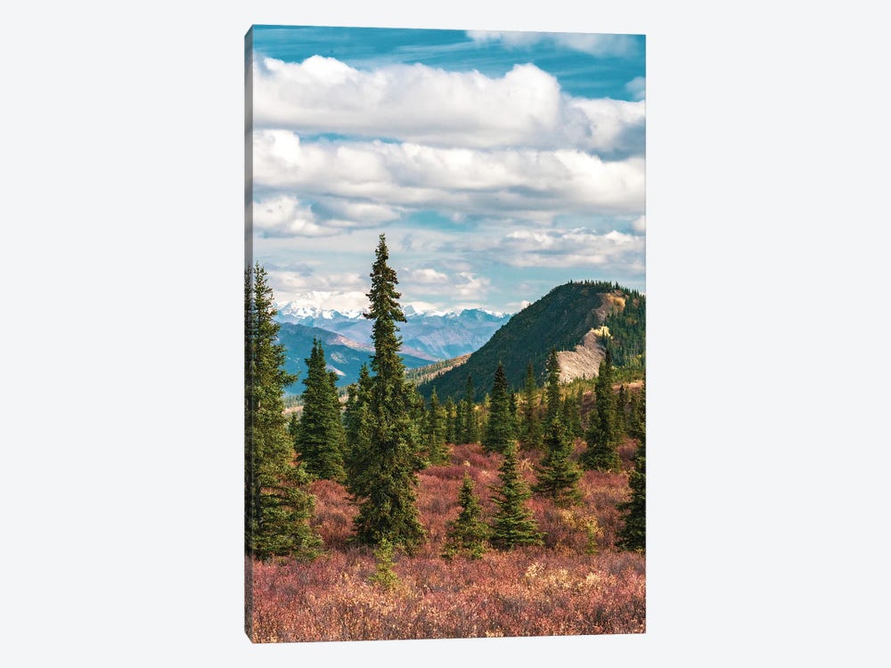 Alaska, Denali National Park Fall Landscape With Pine Trees And Mountain Snow by Janet Muir 1-piece Canvas Art