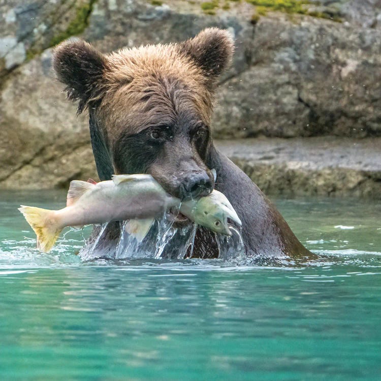 Alaska, Lake Clark Grizzly Bear Holds Fish While Sitting In The Water by Janet Muir wall art