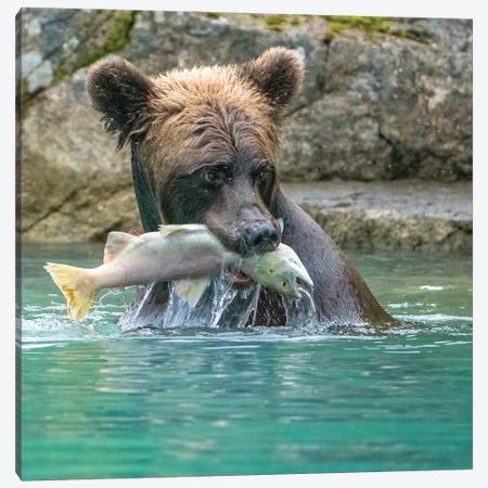 Alaska, Lake Clark Grizzly Bear Holds Fish While Sitting In The Water Canvas Print #JMU13} by Janet Muir Art Print
