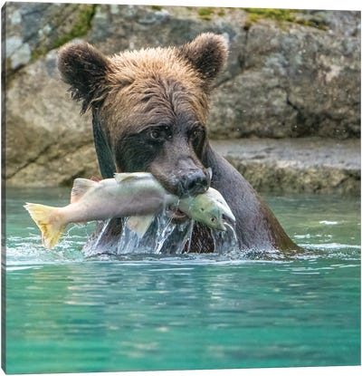 Alaska, Lake Clark Grizzly Bear Holds Fish While Sitting In The Water Canvas Art Print - Janet Muir