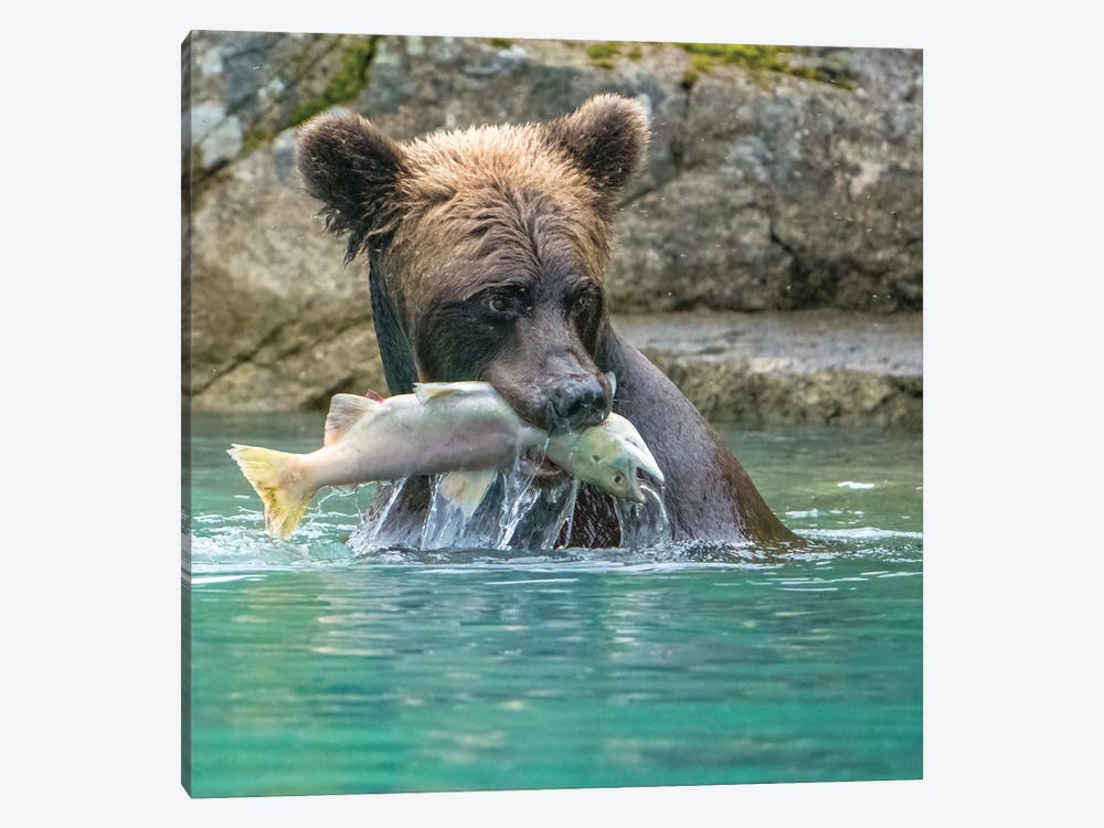 Alaska, Lake Clark Grizzly Bear Holds Fish While Sitting In The Water by Janet Muir 1-piece Canvas Print