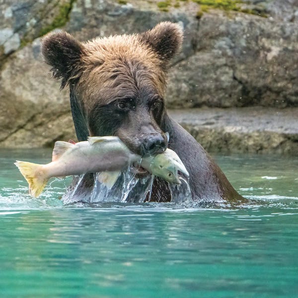 Janet Muir: Alaska, Lake Clark Grizzly Bear Holds Fish While Sitting In The Water by Janet Muir