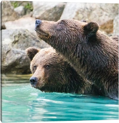 Alaska, Lake Clark Headshots Of Two Grizzly Bears Swimming Canvas Art Print - Grizzly Bear Art