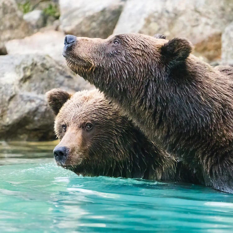 Alaska, Lake Clark Headshots Of Two Grizzly Bears Swimming