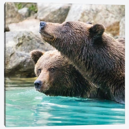 Alaska, Lake Clark Headshots Of Two Grizzly Bears Swimming Canvas Print #JMU14} by Janet Muir Canvas Art
