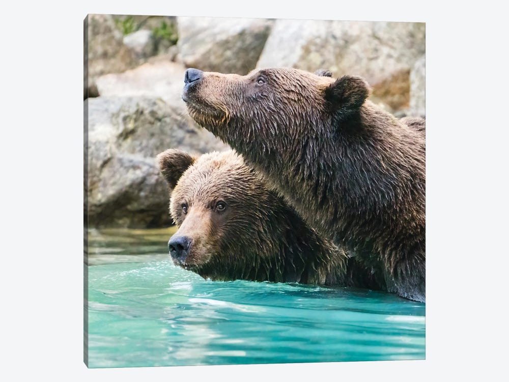 Alaska, Lake Clark Headshots Of Two Grizzly Bears Swimming by Janet Muir 1-piece Canvas Art