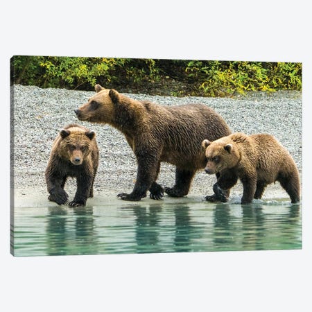 Alaska, Lake Clark Mom And Two Cubs Walking Along The Shoreline Canvas Print #JMU15} by Janet Muir Canvas Art