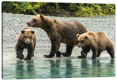 Alaska, Lake Clark Mom And Two Cubs Walking Along The Shoreline Canvas Art Print - Grizzly Bear Art