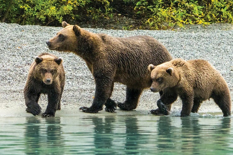 Alaska, Lake Clark Mom And Two Cubs Walking Along The Shoreline