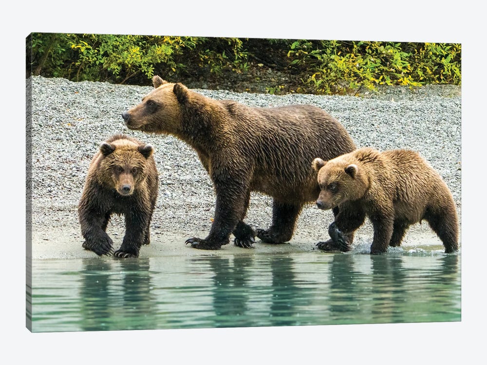 Alaska, Lake Clark Mom And Two Cubs Walking Along The Shoreline by Janet Muir 1-piece Art Print