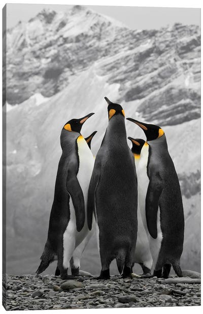 Antarctica, A Conference Of King Penguins Canvas Art Print - Janet Muir