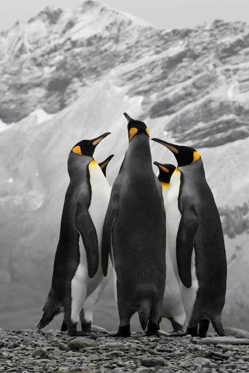 Antarctica, A Conference Of King Penguins