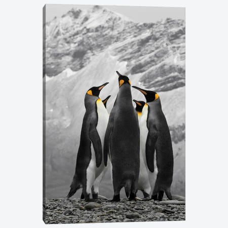 Antarctica, A Conference Of King Penguins Canvas Print #JMU16} by Janet Muir Canvas Art