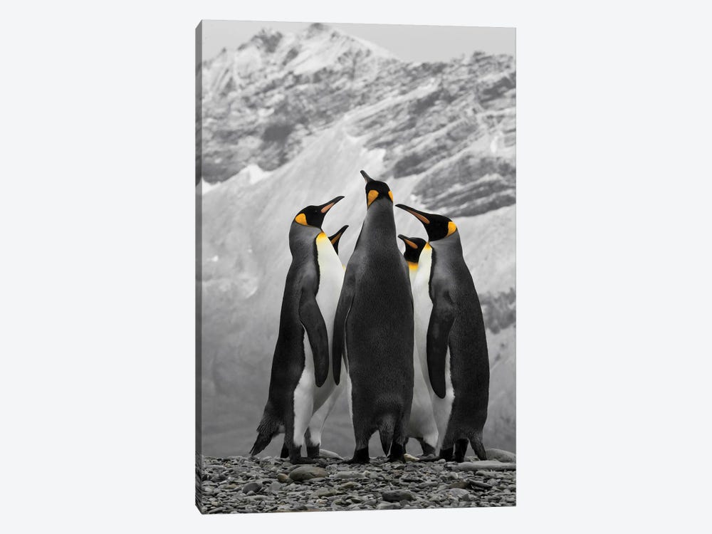 Antarctica, A Conference Of King Penguins by Janet Muir 1-piece Canvas Artwork
