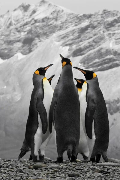Antarctica: Antarctica, A Conference Of King Penguins by Janet Muir