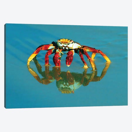 Full-Frame Of A Sally-Lightfoot Crab With Reflection Canvas Print #JMU18} by Janet Muir Art Print