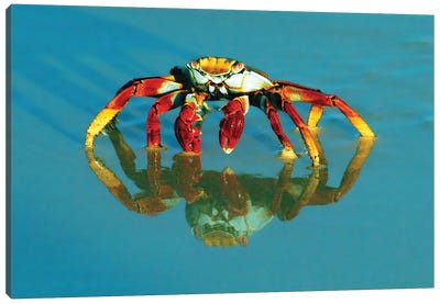 Full-Frame Of A Sally-Lightfoot Crab With Reflection Canvas Art Print - Janet Muir