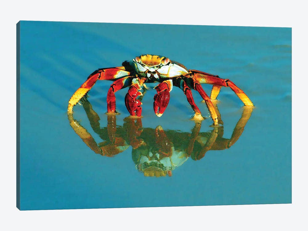 Full-Frame Of A Sally-Lightfoot Crab With Reflection by Janet Muir 1-piece Canvas Wall Art