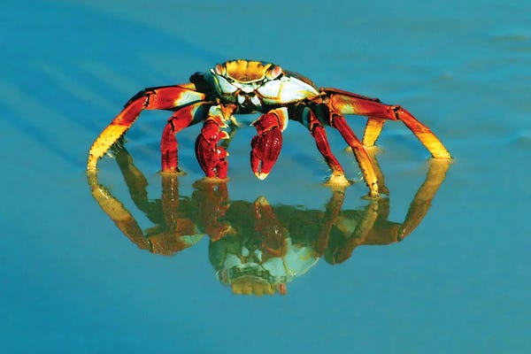 Crabs: Full-Frame Of A Sally-Lightfoot Crab With Reflection by Janet Muir
