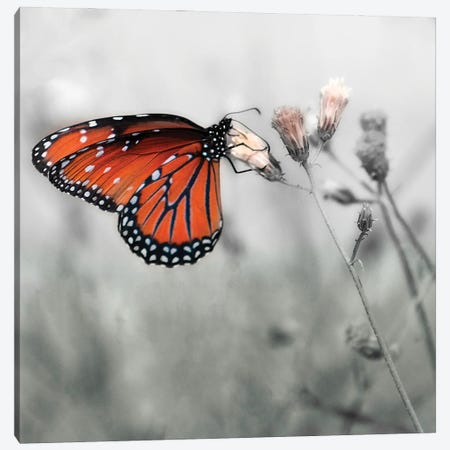 Monarch Butterfly Canvas Print #JMU21} by Janet Muir Canvas Wall Art