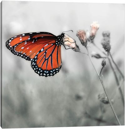 Monarch Butterfly Canvas Art Print - Janet Muir