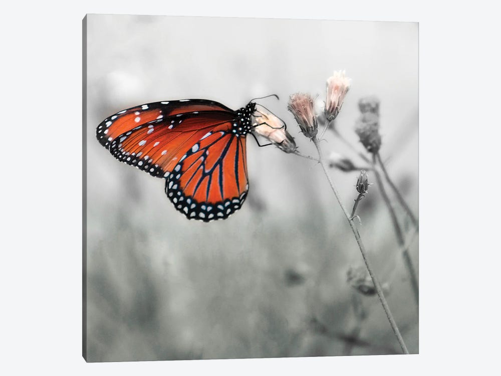 Monarch Butterfly by Janet Muir 1-piece Canvas Artwork