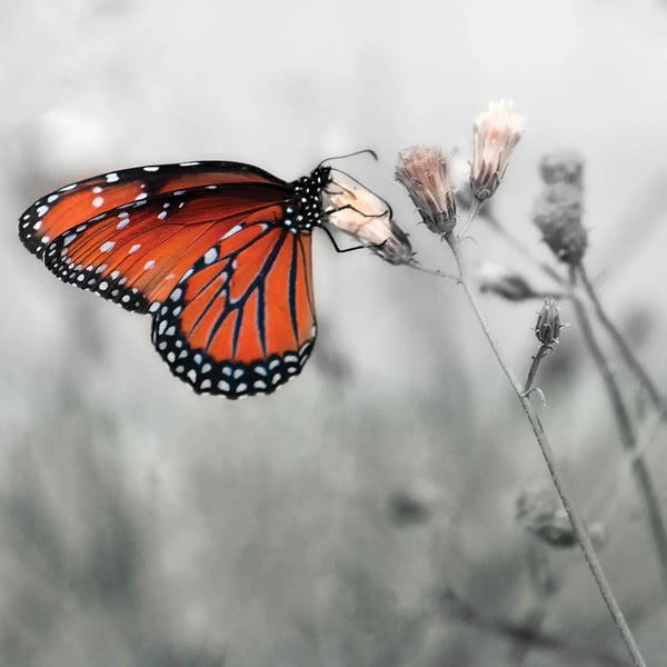 Janet Muir: Monarch Butterfly by Janet Muir