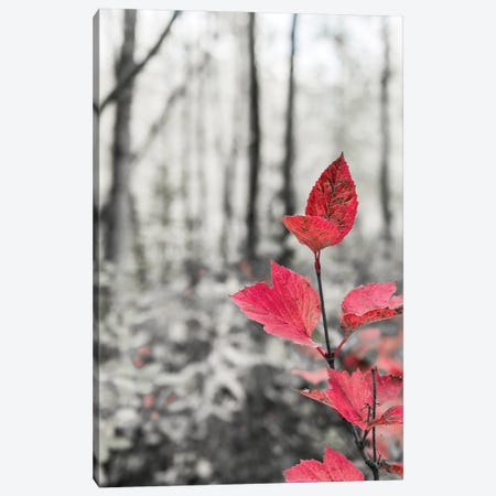 Sycamore Branch In Forest Setting Canvas Print #JMU23} by Janet Muir Canvas Wall Art