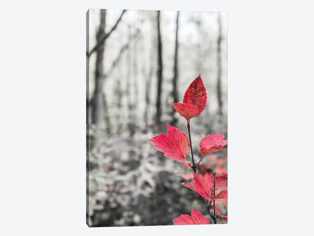 Sycamore Branch In Forest Setting by Janet Muir 1-piece Canvas Wall Art