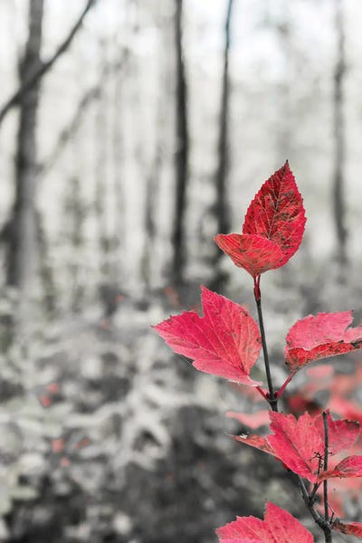 Janet Muir: Sycamore Branch In Forest Setting by Janet Muir