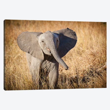 Young Bush Elephant, Londolozi Game Reserve, South Africa Canvas Print #JMU2} by Janet Muir Canvas Art