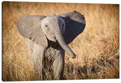 Young Bush Elephant, Londolozi Game Reserve, South Africa Canvas Art Print - Janet Muir