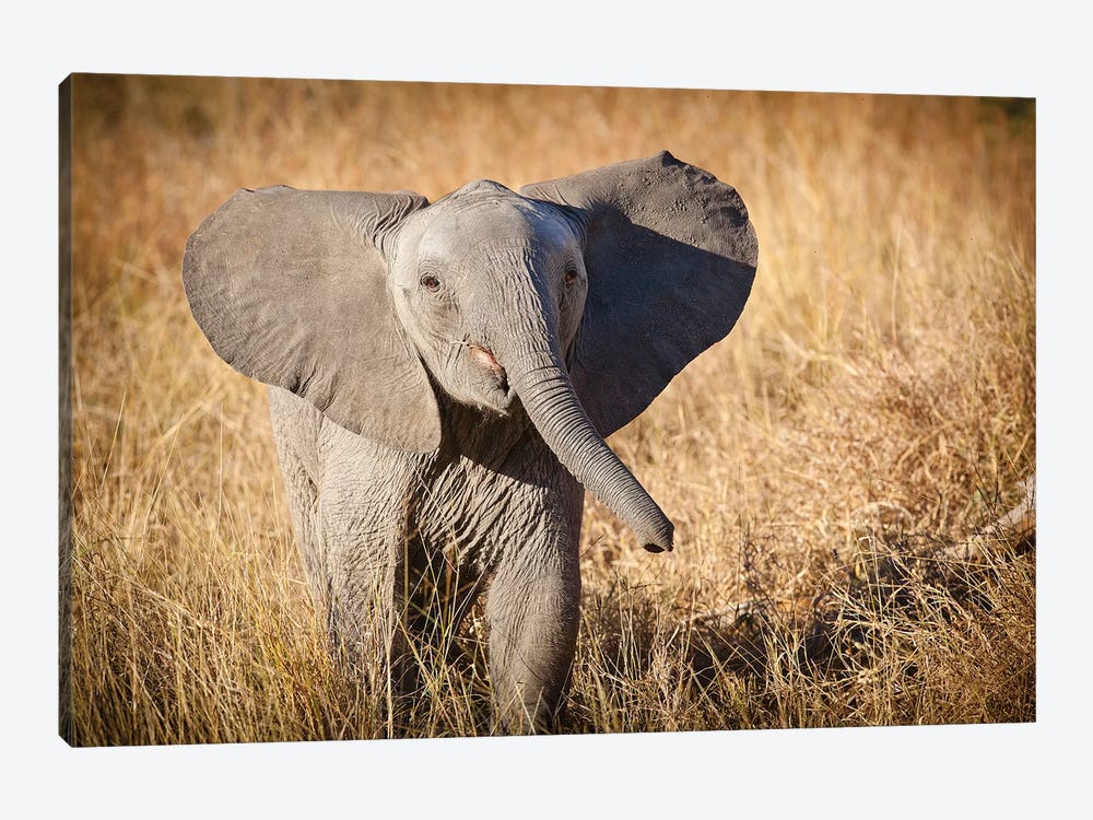 Young Bush Elephant, Londolozi Game Reserve, South Africa by Janet Muir 1-piece Canvas Wall Art