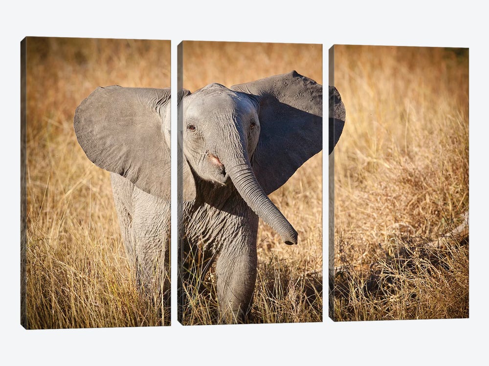 Young Bush Elephant, Londolozi Game Reserve, South Africa by Janet Muir 3-piece Canvas Wall Art