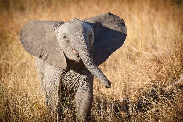 Elephants: Young Bush Elephant, Londolozi Game Reserve, South Africa by Janet Muir
