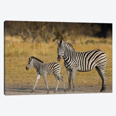 Mother And Child Plains Zebra, Okavango Delta, Botswana Canvas Print #JMU3} by Janet Muir Canvas Artwork