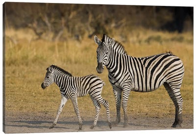 Mother And Child Plains Zebra, Okavango Delta, Botswana Canvas Art Print - Janet Muir