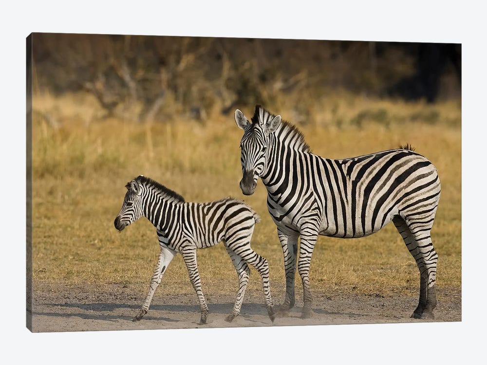 Mother And Child Plains Zebra, Okavango Delta, Botswana by Janet Muir 1-piece Canvas Art Print
