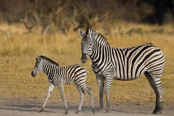 Zebras: Mother And Child Plains Zebra, Okavango Delta, Botswana by Janet Muir