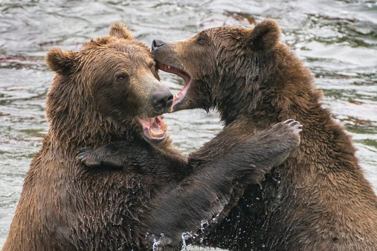 Alaska, Brooks Falls, Two Young Grizzly Bears Playing