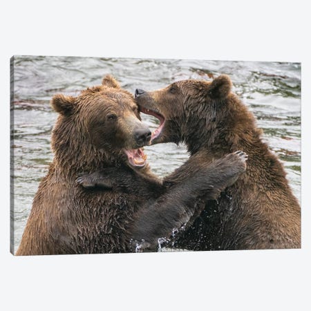 Alaska, Brooks Falls, Two Young Grizzly Bears Playing Canvas Print #JMU4} by Janet Muir Canvas Art Print